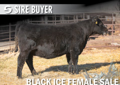 Lot 21: Blackline Elba 2868