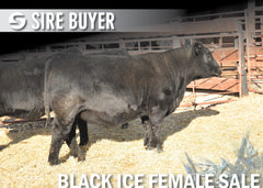 Lot 2: Blackline Elba 2132