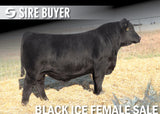 Lot 32: SAV Madame Pride 0017 (Embryos)