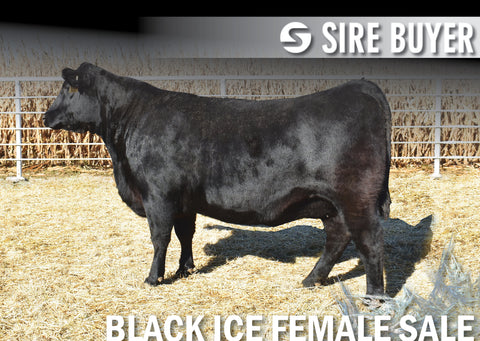 Lot 25: SAV Blackcap May 0624 (Embryos)