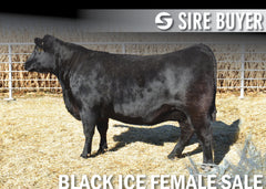 Lot 25: SAV Blackcap May 0624 (Embryos)