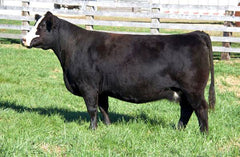 Lot 33: SAC Time Traveler 2952K