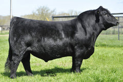 Lot 33: SAC Time Traveler 2952K