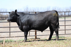 Lot 3: W3 Reno 6986 2016