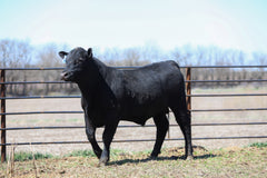 Lot 4: W3 Roughrider 4180 1989
