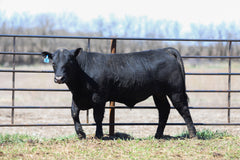 Lot 4: W3 Roughrider 4180 1989