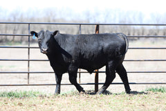 Lot 4: W3 Roughrider 4180 1989