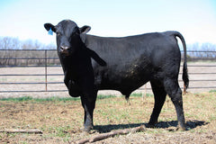 Lot 5: W3 Roughrider 4180 1988