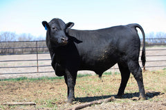 Lot 5: W3 Roughrider 4180 1988