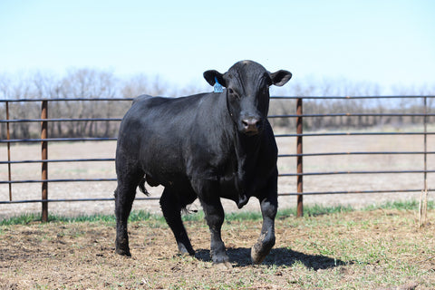 Lot 5: W3 Roughrider 4180 1988