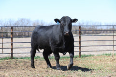 Lot 5: W3 Roughrider 4180 1988