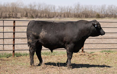 Lot 1: W3 Roughrider 4180 1919