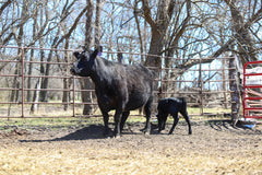 Lot 6: AKA Enchantress 765