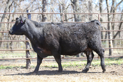 Lot 6: AKA Enchantress 765