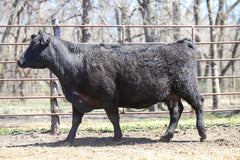 Lot 6: AKA Enchantress 765