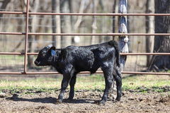 Lot 6: AKA Enchantress 765