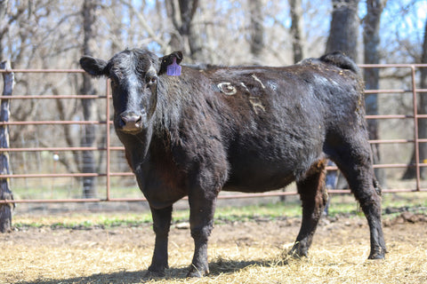 Lot 7: RCC Ever Erica CG 4459