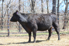 Lot 7: RCC Ever Erica CG 4459