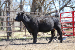 Lot 7: RCC Ever Erica CG 4459