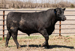 Lot 1: W3 Roughrider 4180 1919