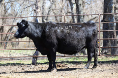 Lot 8: RCC Blackcap Bush Whit 4299