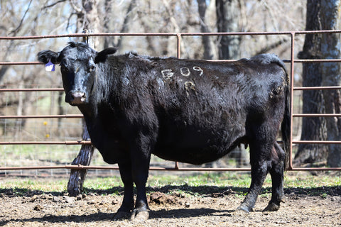 Lot 8: RCC Blackcap Bush Whit 4299