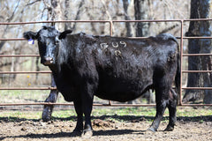 Lot 8: RCC Blackcap Bush Whit 4299