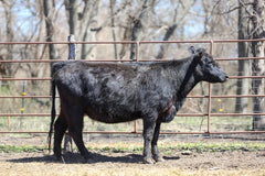 Lot 9: HF M Cory Aviator 2016