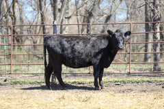 Lot 9: HF M Cory Aviator 2016