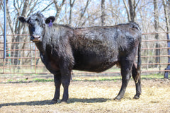 Lot 11: RCC Ever Erica VC E189