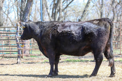 Lot 12: Lyons Rita 2241