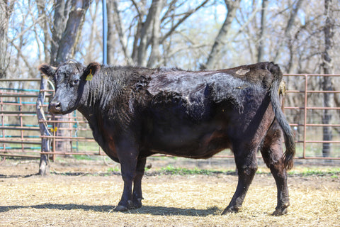 Lot 12: Lyons Rita 2241