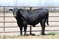 Lot 2: W3 Roughrider 4180 1999