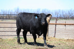 Lot 2: W3 Roughrider 4180 1999