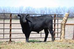 Lot 2: W3 Roughrider 4180 1999