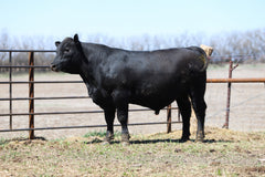 Lot 3: W3 Reno 6986 2016