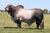 Lot 16 - M2 Captain 518/1 x 6W Ms. Loxleigh 120