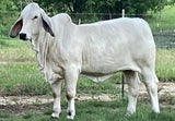 Lot 16 - M2 Captain 518/1 x 6W Ms. Loxleigh 120