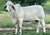 Lot 9 - 6W Ms. Loxleigh 120