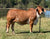 Lot 7 - Moreno Ms. Lady Ruthie Marie