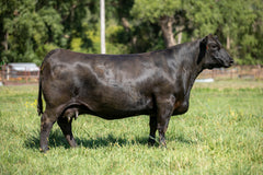 Lot 8: SAC Scale Buster 2849