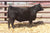 Lot #12 - BECK Polly 0005