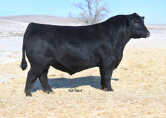 Lot 20: SAC Hustle 2208