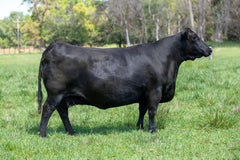 Lot 7: SAC Scale Blaster 2848