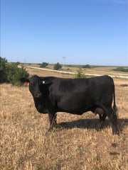 Lot 12: SAC Doc Maly 2048