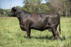 Lot 6: SAC Scale Bender 2847