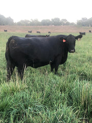 Lot 26: SAC Shotgun 2863