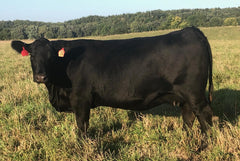 Lot 17: SAC Command 2844