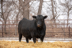 Lot 1: SAC Nebraska 2018