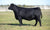 Lot 9: 5 embryos by President